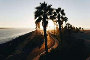 scenic overview of palm trees