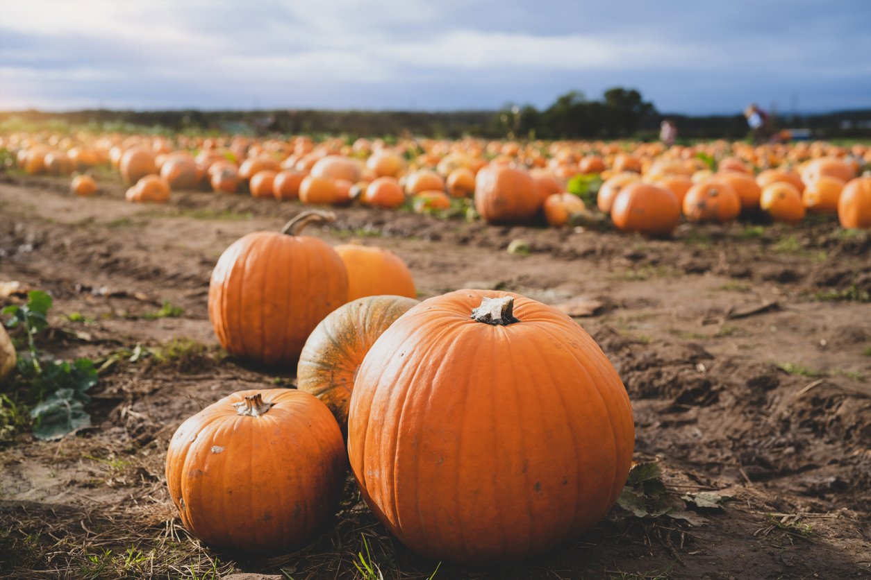 pumpkin patch